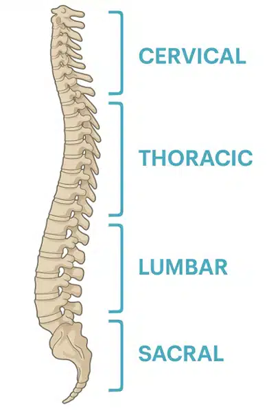 The 5 levels of the spinal cord
